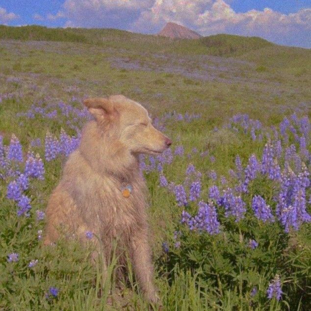 a dog sitting in the middle of a field with purple flowers on it's side