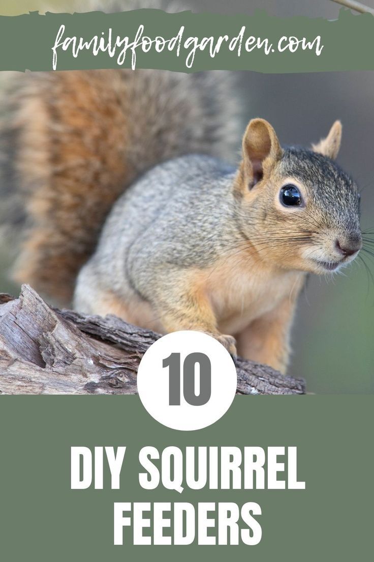 a squirrel sitting on top of a tree branch with text overlay reading 10 diy squirrel feeders