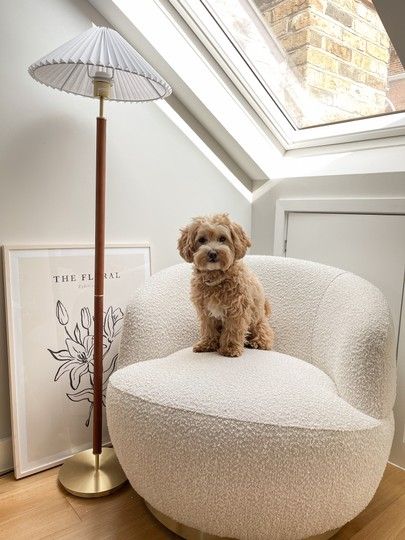 a small dog sitting on top of a white chair next to a lamp in a room