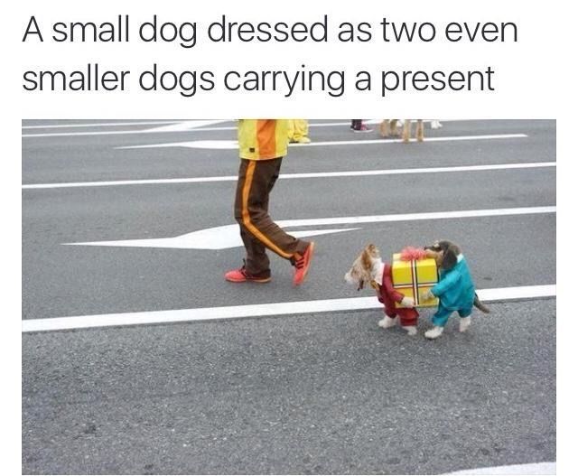 a small dog dressed as two even smaller dogs carrying a present