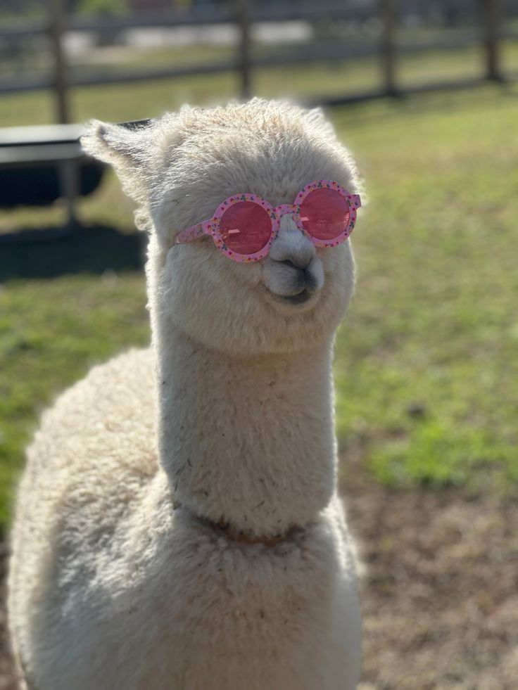 an alpaca wearing pink sunglasses on its head