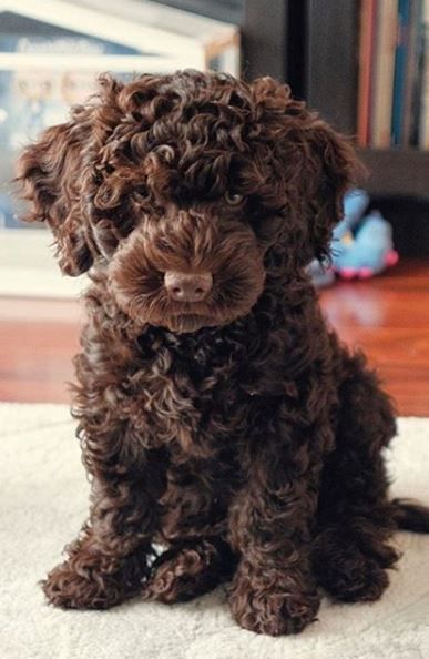 a brown dog sitting on top of a white rug