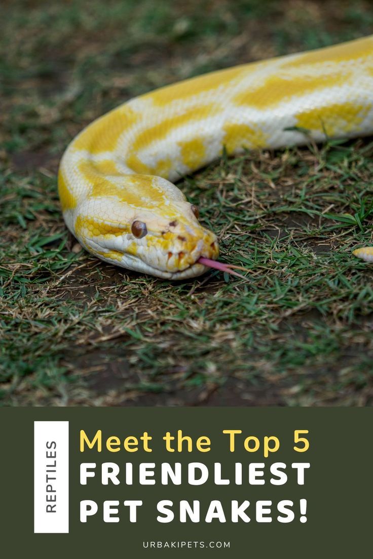 a yellow and white snake with the words meet the top 5 friendlist pet snakes