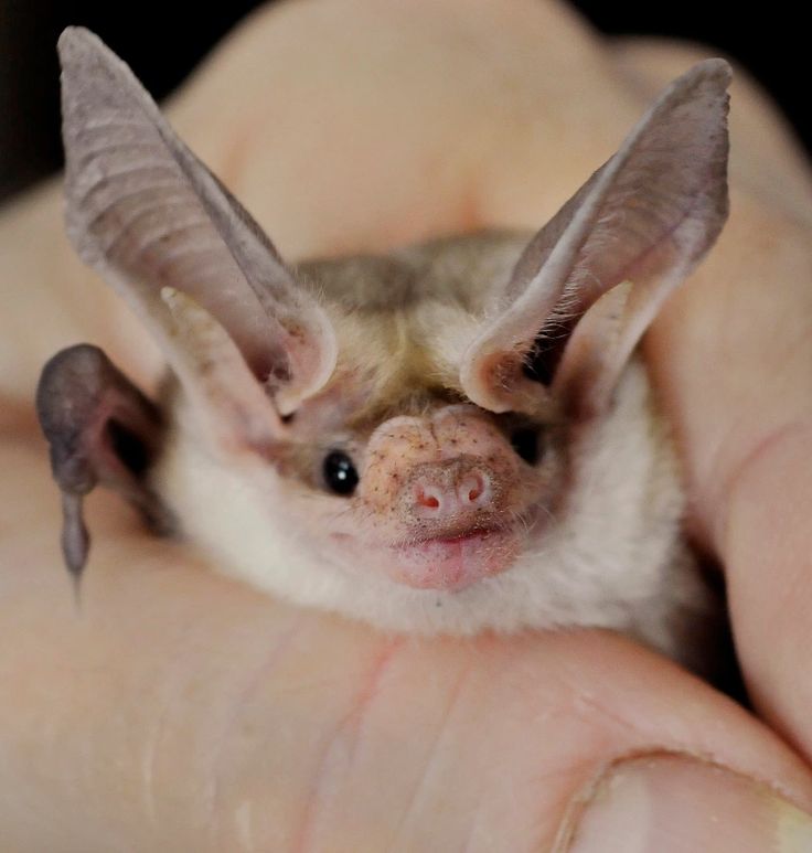 a close up of a person holding a small bat in their hand with it's eyes wide open