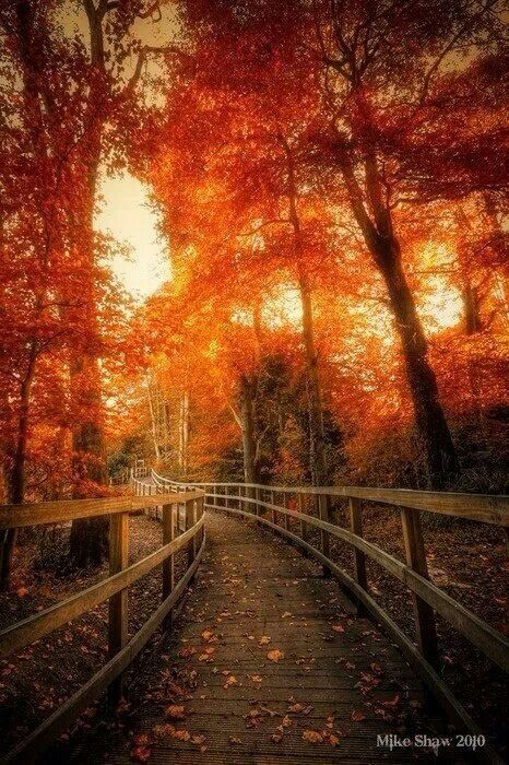 a wooden walkway surrounded by trees with orange leaves