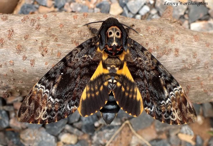 a large moth sitting on top of a tree branch