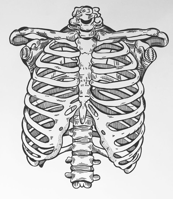 a black and white drawing of a human rib caged up to the chest,