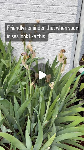 a plant with flowers in front of a white brick wall that says, friendly reminder that when your irises look like this