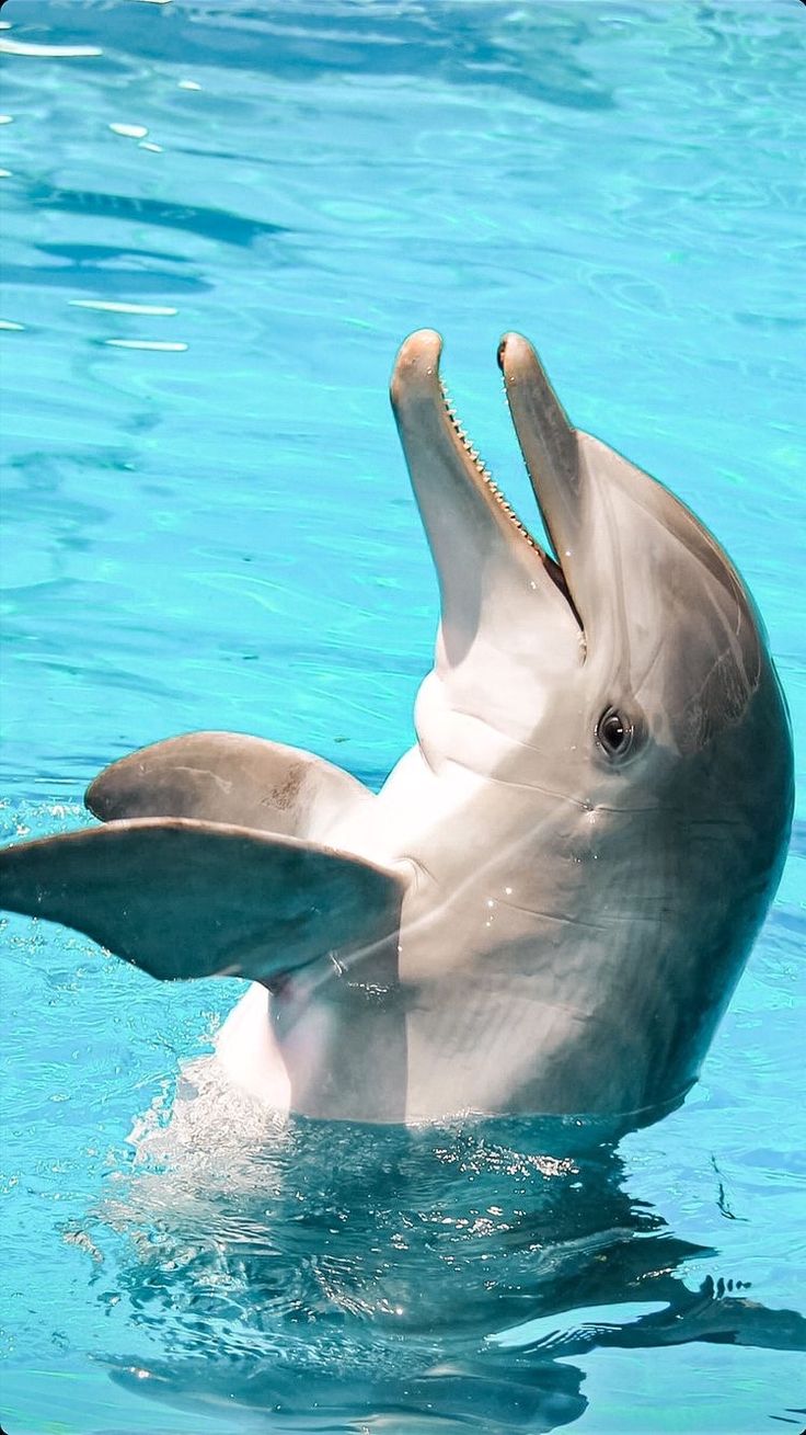 a dolphin in the water with its mouth open