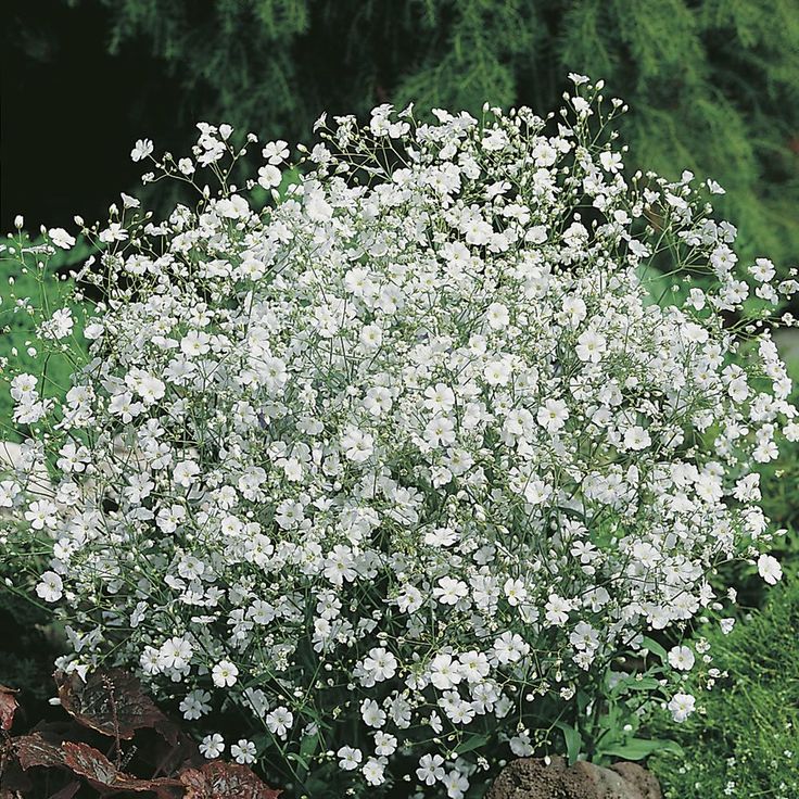 white flowers are blooming in the garden