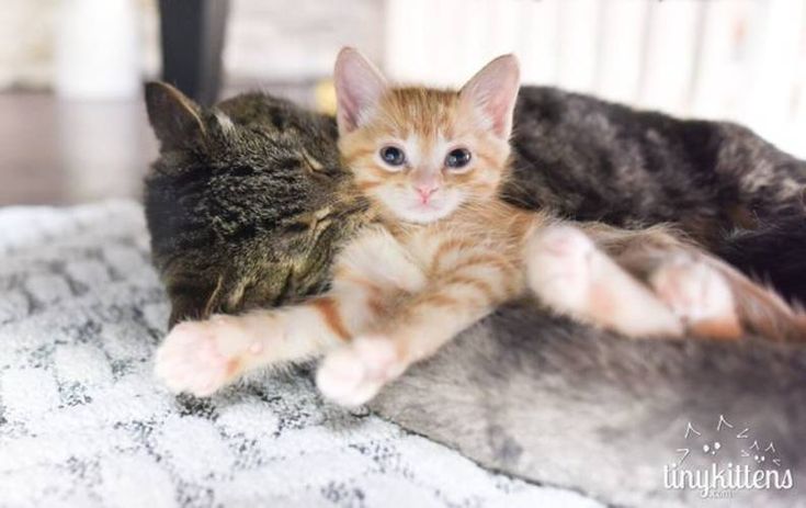 two kittens cuddle together on a bed