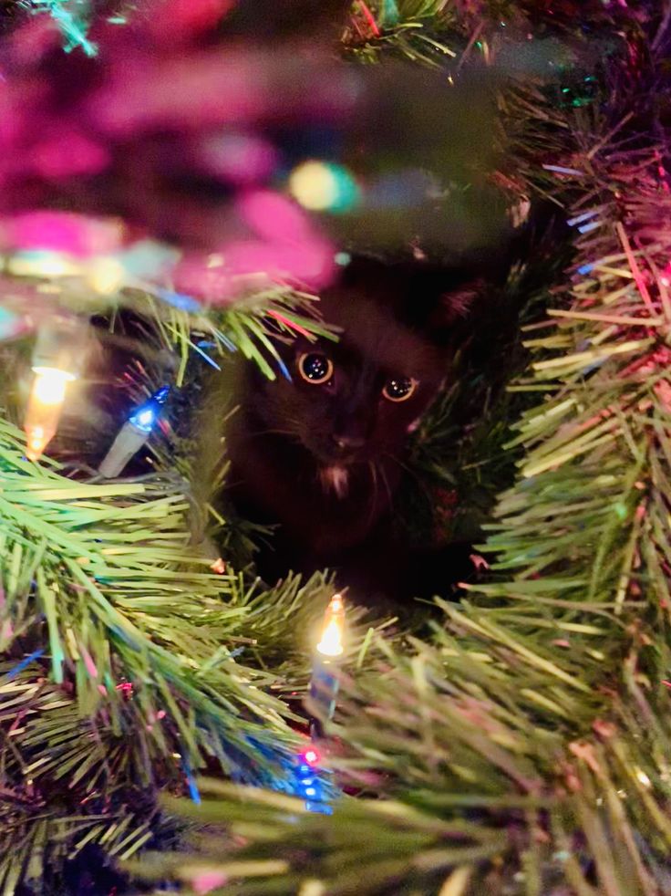 a black cat peeking out from between the branches of a christmas tree with colorful lights