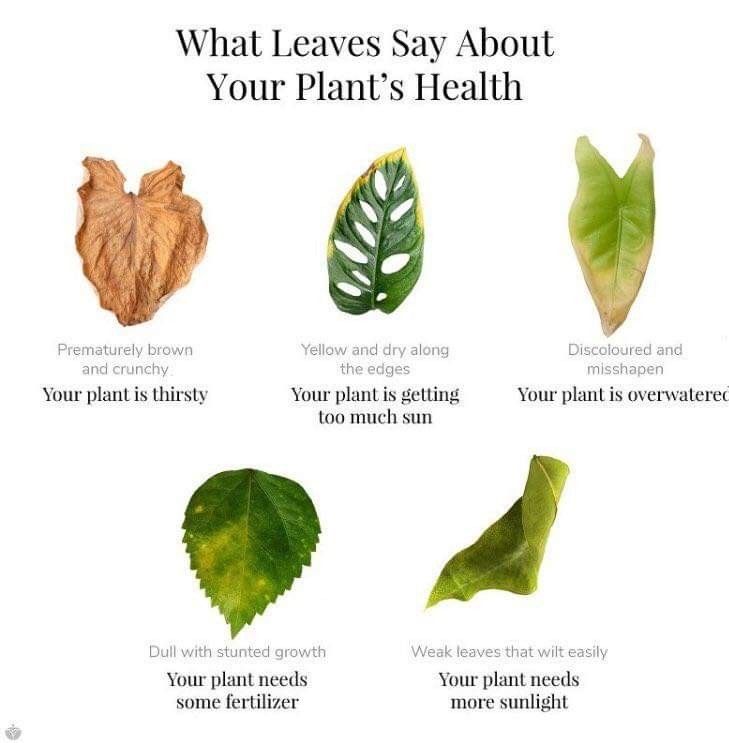 what leaves say about your plant's health