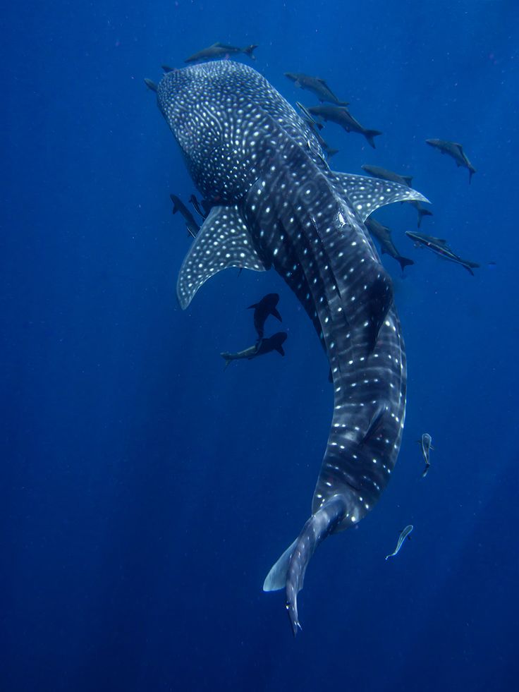 a large whale swimming in the ocean with lots of fish around it's neck