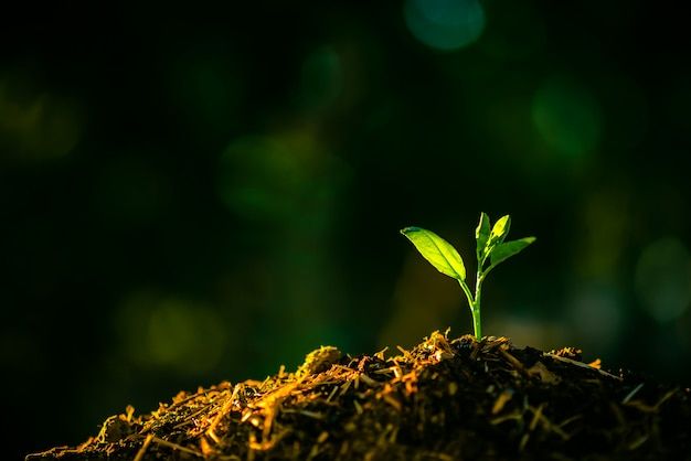 a small green plant sprouts from the top of a pile of dirt on a dark background