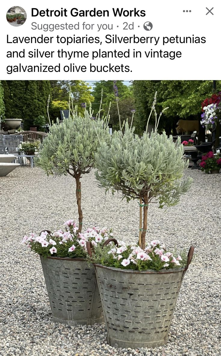 two potted plants sitting on top of gravel