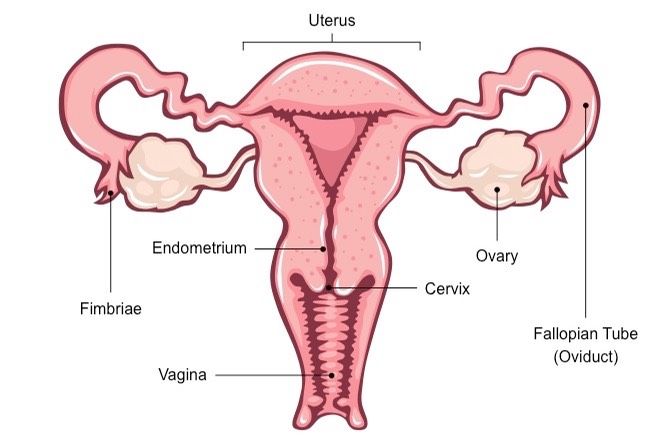 the female utensils are labeled in this diagram, which shows what they look like