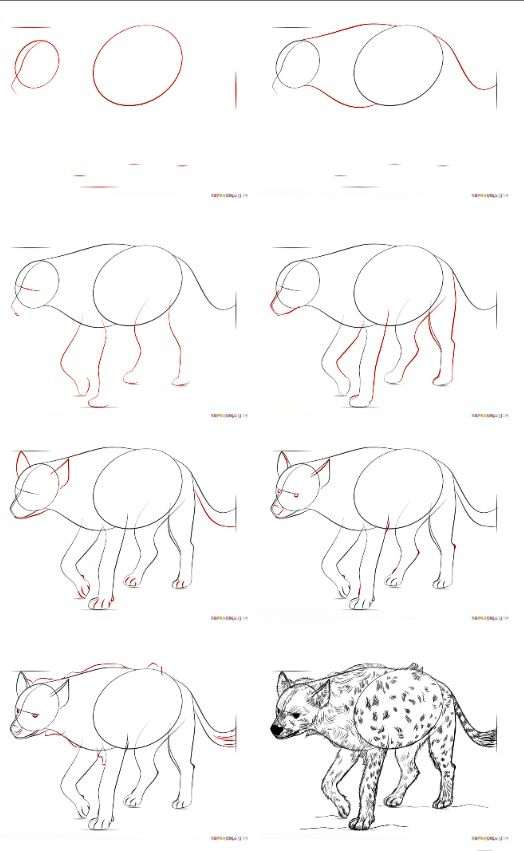 how to draw an hyena step by step