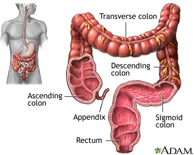 Large intestine (colon) Massage For Headache, Colon Therapy, Sigmoid Colon, Healthy Colon, Clean Colon, Cleaning Your Colon, Natural Colon Cleanse, Large Intestine, Colon Cleanse