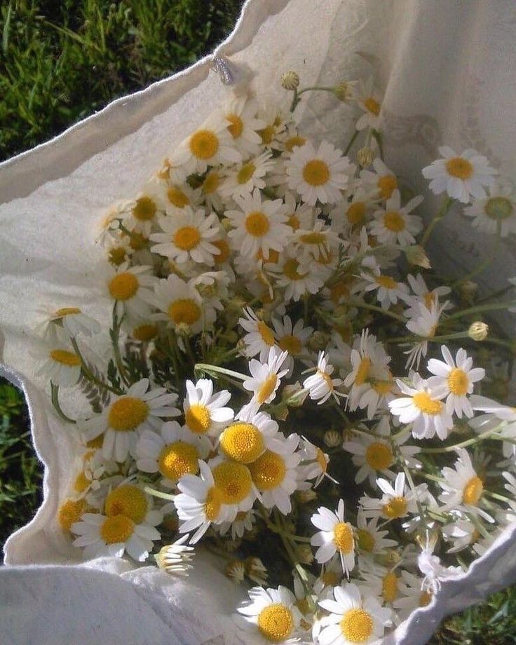 a bouquet of daisies in a white paper bag on the ground with green grass