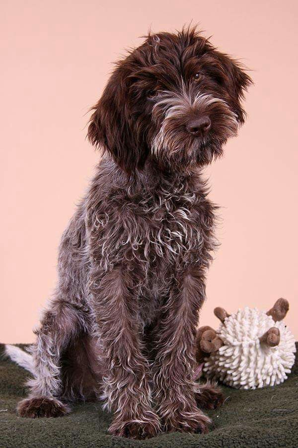 a brown dog sitting next to a hedgehog on top of a bed in front of a pink wall