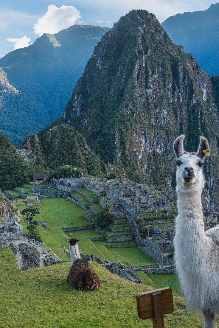 two llamas and an ostrich in the mountains