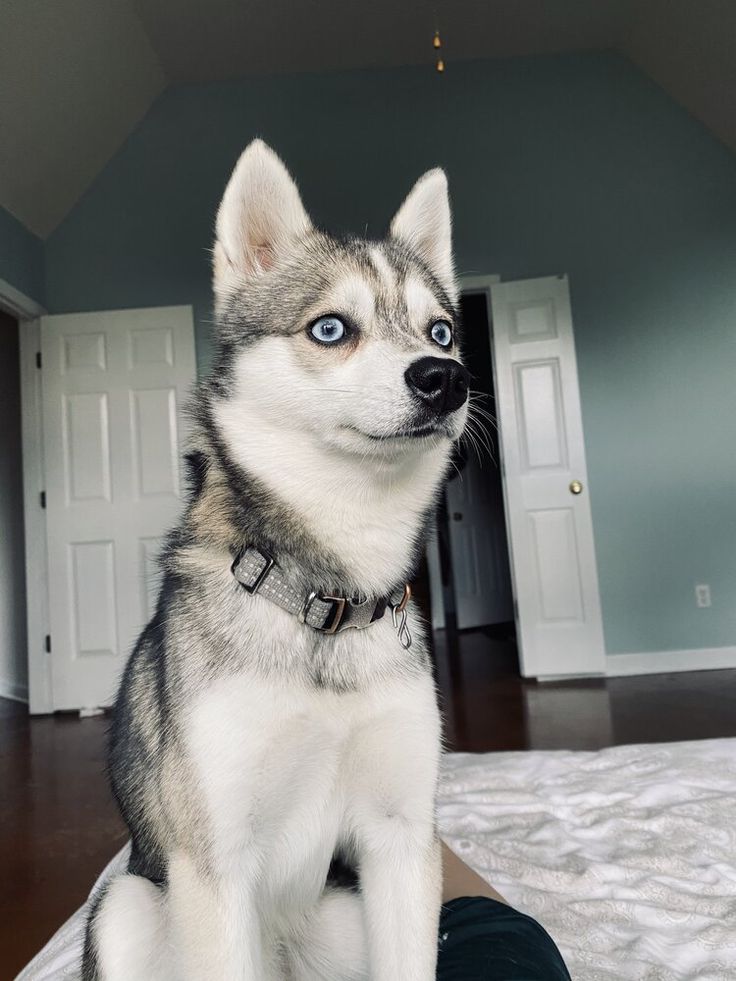 a husky dog sitting on top of a bed