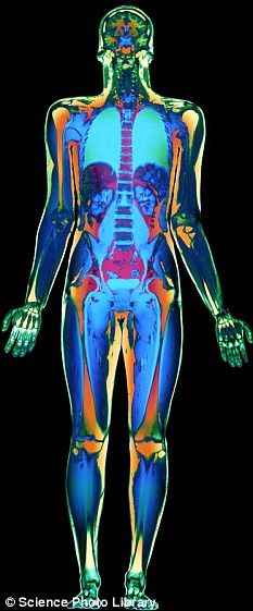 an image of the human body in color