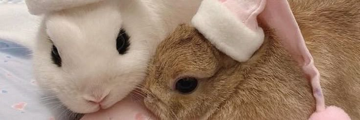 a rabbit is laying next to a stuffed animal