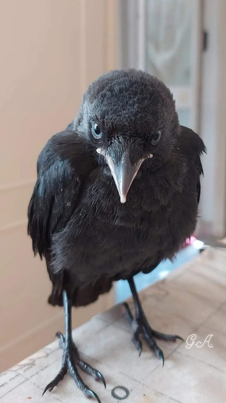 a black bird sitting on top of a table