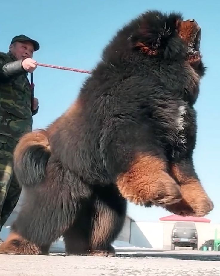 a large black and brown dog standing on it's hind legs next to a man