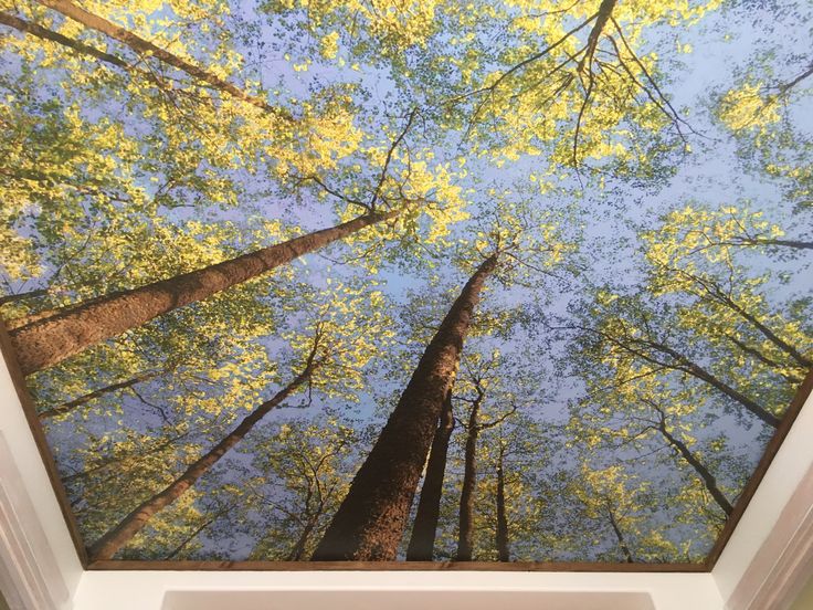 looking up at the tops of tall trees in a forest with blue sky and yellow leaves