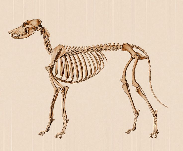 the skeleton of a dog is shown in this image, it appears to be an animal with long legs