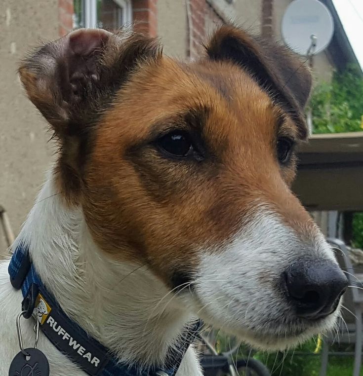 a brown and white dog with a blue collar looking off into the distance in front of a house