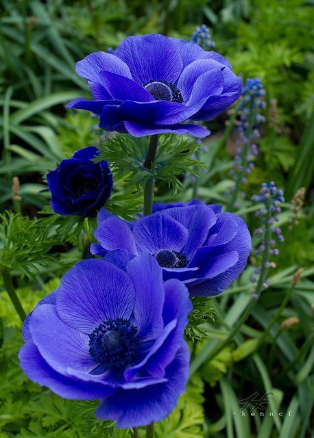 three blue flowers are growing in the grass