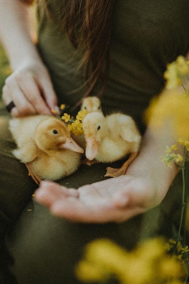 a woman holding two baby ducks in her hands while sitting on the ground next to yellow flowers