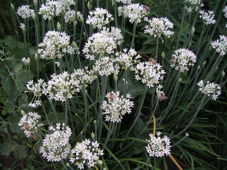 some white flowers are growing in the grass