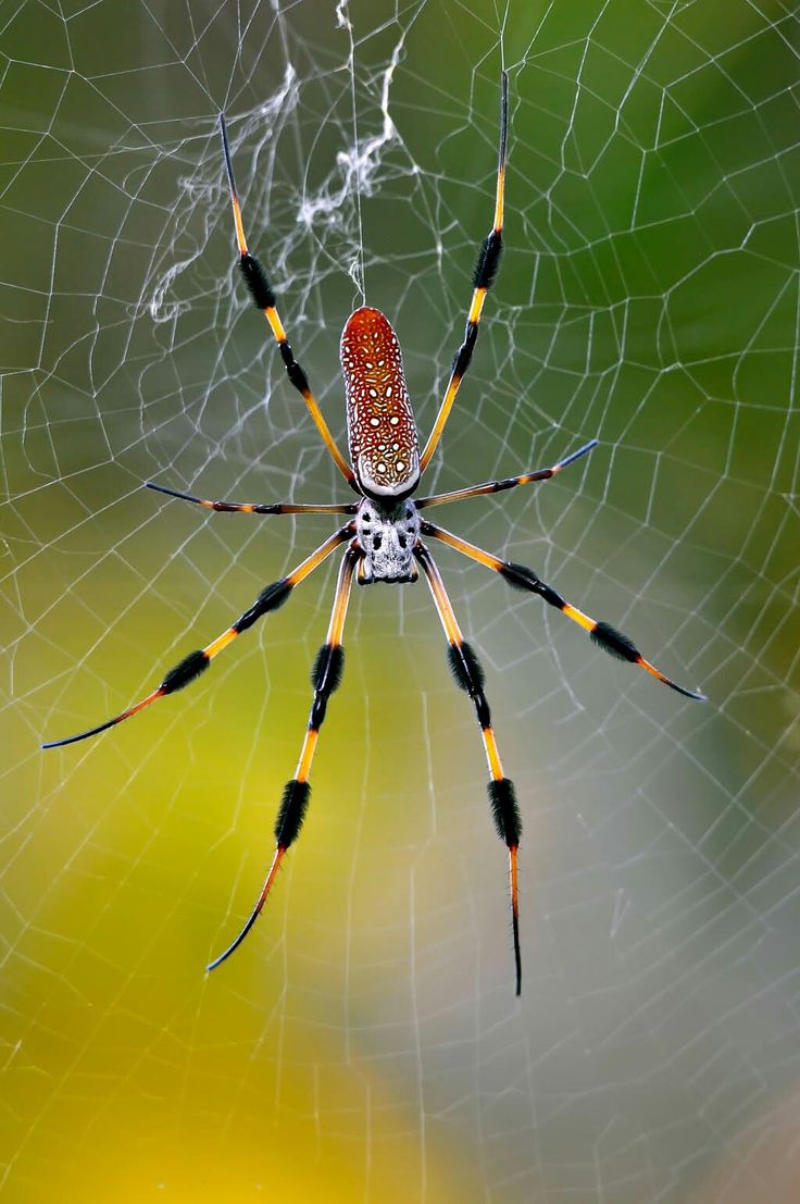 a close up of a spider on its web