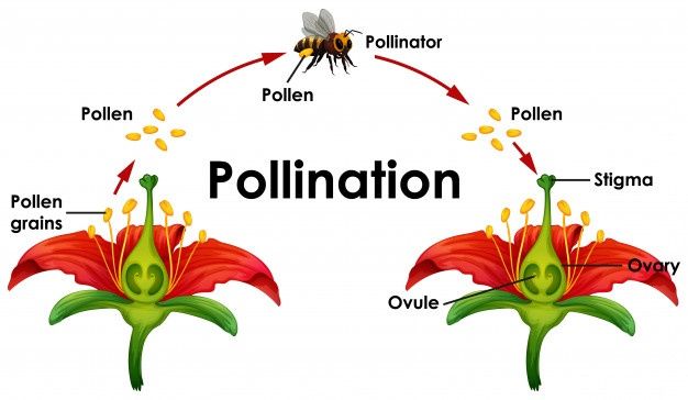 the pollination cycle is shown with two flowers and an insect on it's side