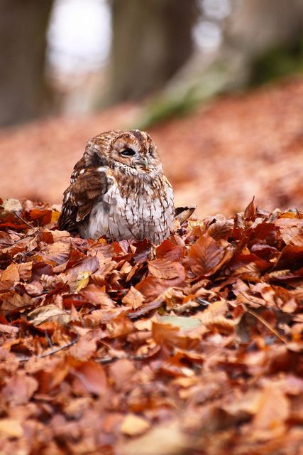 an owl is sitting in the leaves on the ground