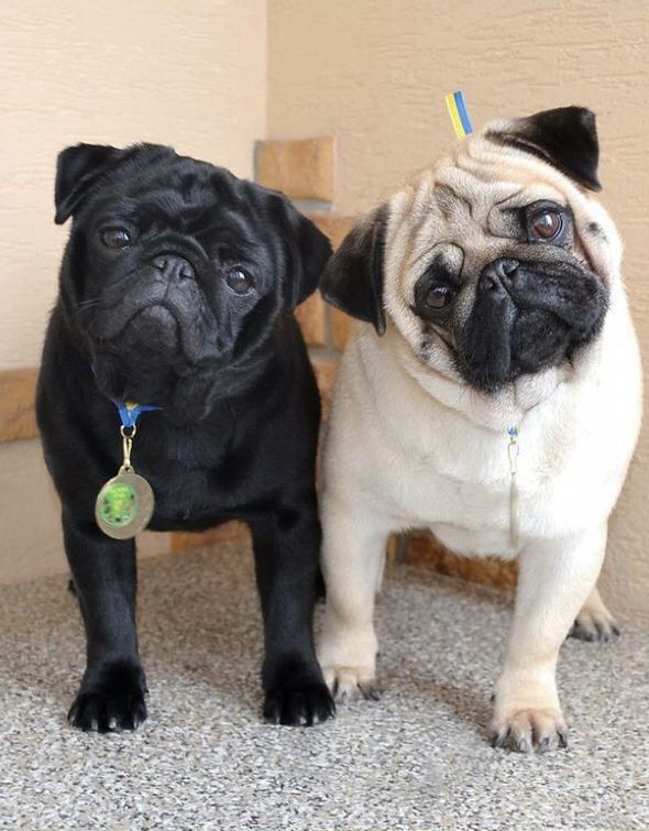 two pug dogs standing next to each other