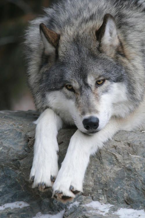 a wolf laying on top of a large rock