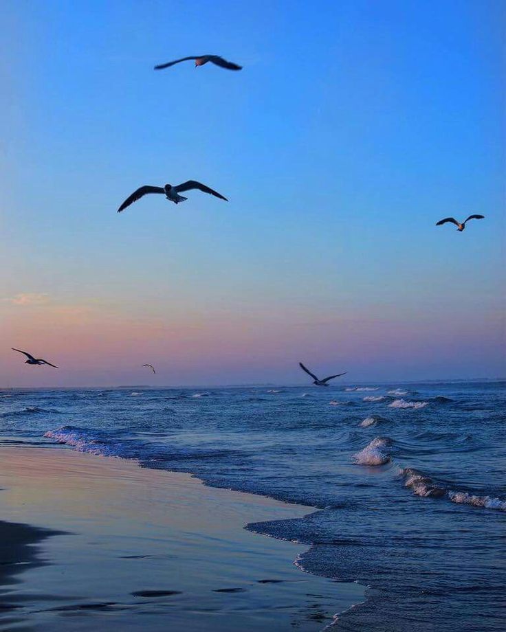 seagulls flying over the ocean at sunset