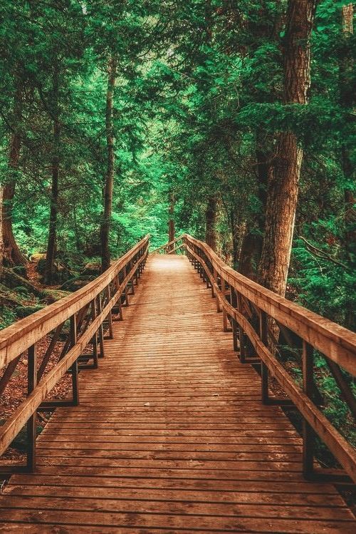 a wooden bridge in the middle of a forest with lots of trees on both sides