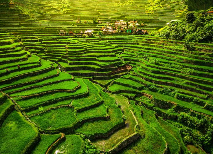 an aerial view of green rice fields in the philippines, with sunlight shining down on them