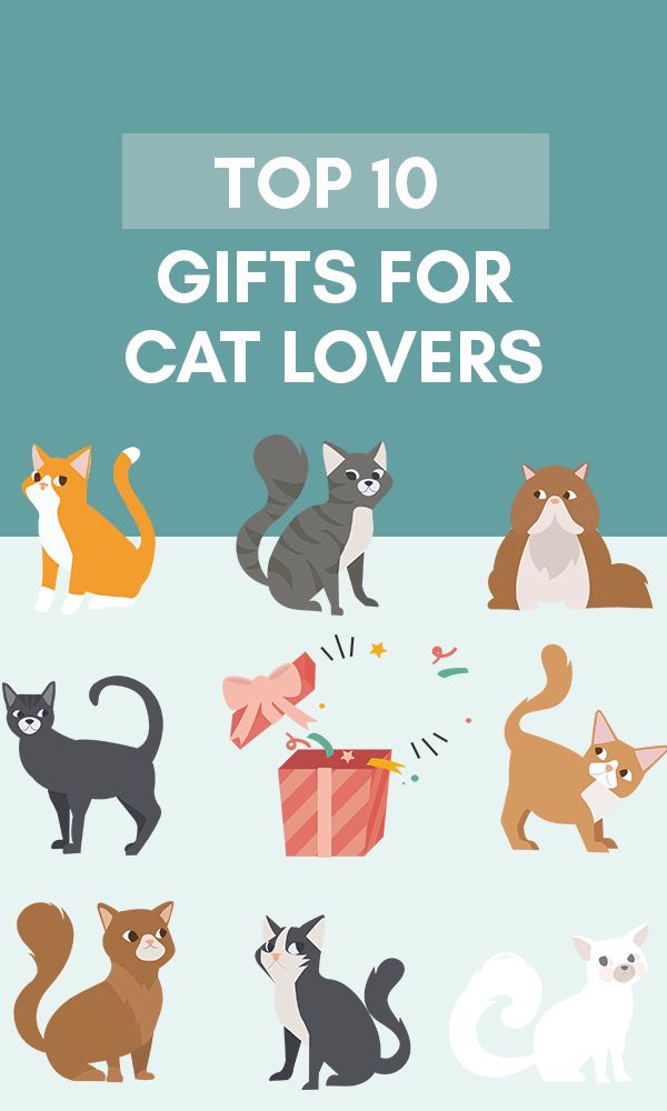 the top 10 gifts for cat lovers