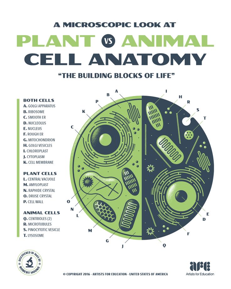 the front cover of a book with an image of cell anatomy