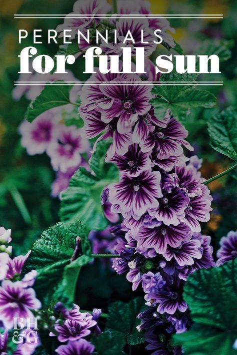 purple flowers with the words perennials for full sun