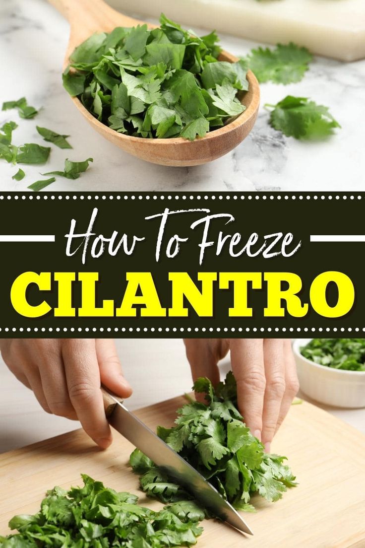 If you have a fresh crop from the garden, you might be wondering how to freeze cilantro. Luckily, it's easy to freeze and store this fragrant herb. Freezing Cilantro How To, Freeze Cilantro How To, Uses For Cilantro, How To Save Cilantro, How To Freeze Cilantro, Can You Freeze Cilantro, Herbs For Inflammation, Freezing Cilantro, Freezing Fresh Herbs