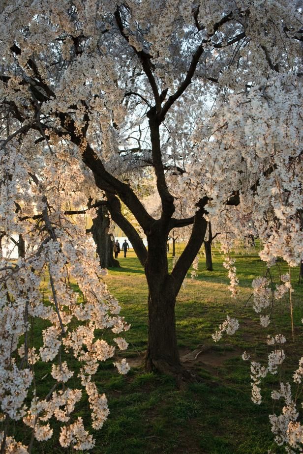 a tree with lots of white flowers in the middle of a grassy area next to a park